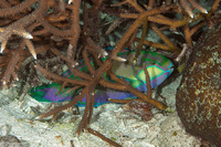 Chlorurus bleekeri (Bleeker's Parrotfish)
