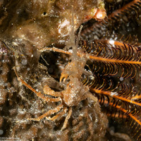 Naxioides taurus (Bull Hydroid Crab)
