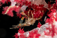 Naxioides robillardi (Black Horn Hydroid Crab)