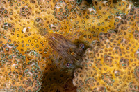 Harpiliopsis depressa (Flattened Coral Shrimp)