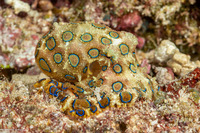Hapalochlaena lunulata (Blue-Ringed Octopus)
