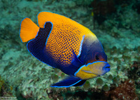 Pomacanthus navarchus (Bluegirdled Angelfish)