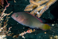 Pseudochromis marshallensis (Orange-Spotted Dottyback)