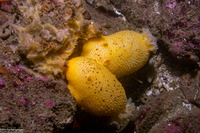 Peltodoris nobilis (Sea Lemon)