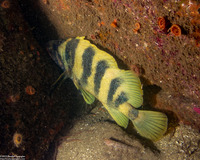 Sebastes serriceps (Treefish)
