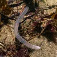 Leptosynapta albicans (Translucent Sea Cucumber)