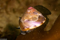 Tegula pulligo (Brown Turban Snail)