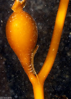 Pentidotea resecata (Kelp Isopod)
