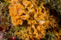 Phidolopora labiata (Lacy Bryozoan)
