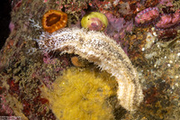 Cucumaria piperata (Peppered Sea Cucumber)