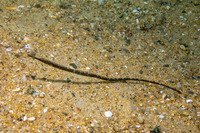 Syngnathus leptorhynchus (Bay Pipefish)