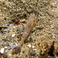 Crangon franciscorum (California Bay Shrimp)