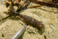Crangon nigricauda (Blacktail Shrimp)