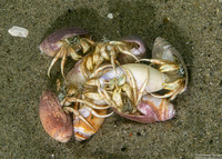 Isocheles pilosus (Moonsnail Hermit Crab)