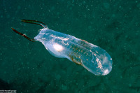 Thetys vagina (Pelagic Tunicate)