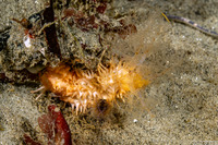 Eupentacta quinquesemita (White Sea Cucumber)