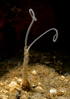 Spiochaetopterus costarum (Jointed Three-Section Tubeworm)