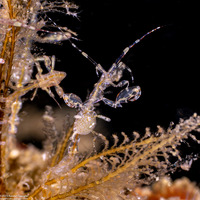 Caprella sp.1 (Skeleton Shrimp)
