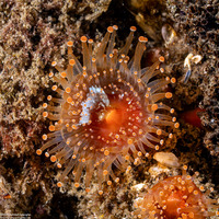 Corynactis californica (Club-Tipped Anemone)
