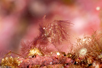 Phycocaris simulans (Hairy Shrimp)
