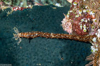 Opheodesoma grisea (Serpent Sea Cucumber)