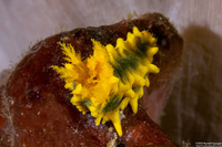 Colochirus robustus (Yellow Sea Cucumber)