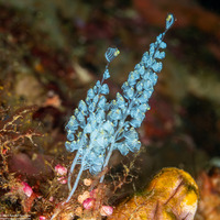 Perophora namei (Blue Bell Sea Squirt)