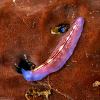Pseudoceros liparus (Racing Stripe Flatworm)