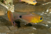 Ostorhinchus aureus (Ringtailed Cardinalfish)
