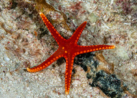 Fromia hemiopla (Armored Sea Star)