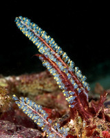 Perophora namei (Blue Bell Sea Squirt)