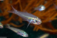 Rhabdamia gracilis (Slender Cardinalfish)