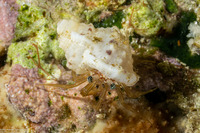 Pagurixus rubrovittatus (Tiny Hermit Crab)