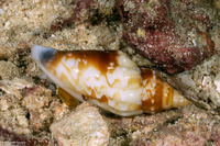Tridentarius dentatus (Toothed Conch)