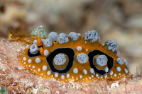 Phyllidia ocellata (Ocellated Phyllidia)