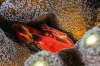 Trapezia cymodoce (Red-Dotted Guard Crab)
