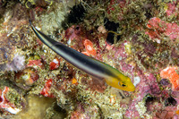 Pseudochromis bitaeniatus (Two-Lined Dottyback)