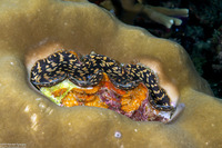 Tridacna crocea (Boring Giant Clam)