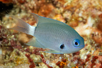 Pycnochromis caudalis (Blue-Axil Chromis)