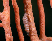 Hamodactylus boschmai (Boschma's Gorgonian Shrimp)