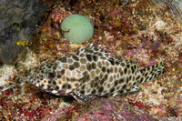 Epinephelus merra (Honeycomb Grouper)