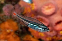Ostorhinchus parvulus (Redspot Cardinalfish)