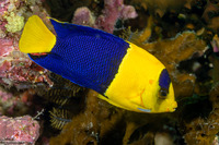 Centropyge bicolor (Bicolor Angelfish)