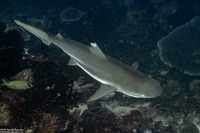 Carcharhinus melanopterus (Blacktip Reef Shark)