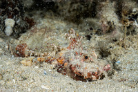 Inimicus didactylus (Spiny Devilfish)