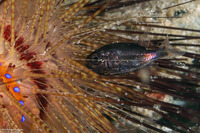 Siphamia tubifer (Tubed Siphonfish)