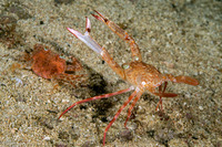 Monomia gladiator (Gladiator Swimming Crab)