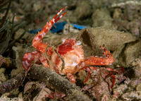Lupocyclus rotundatus (Rounded Swimming Crab)