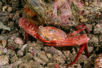 Lupocyclus rotundatus (Rounded Swimming Crab)