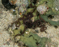 Ophiomastix flaccida (Flaccid Brittle Star)